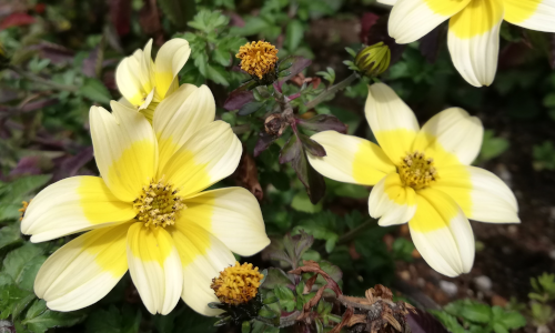 所得税・住民税の「障害者控除」について