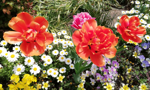 ケース①　認知機能が低下で障害厚生年金