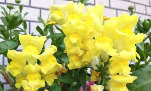 ケース③　職務上のトラブルからのうつ病